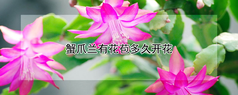 蟹爪兰有花苞多久开花（蟹爪兰花苞多久开花一次）