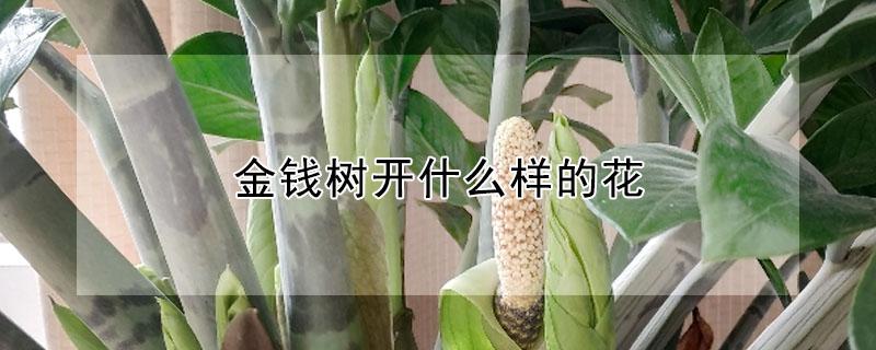 金钱树开什么样的花 金钱树开什么样的花及图片