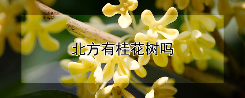北方有桂花树吗（北方有桂花树吗图片）