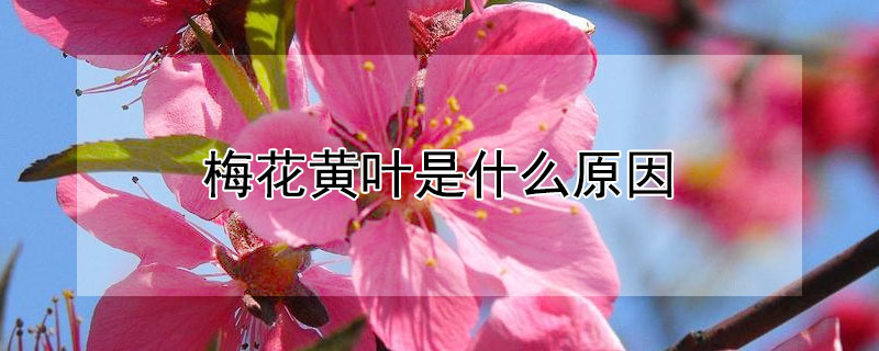 梅花黄叶是什么原因（梅花黄叶子怎么办）