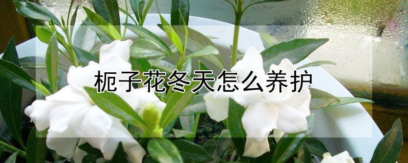 枙子花冬天怎么养护 冬天枙子花管理 方法