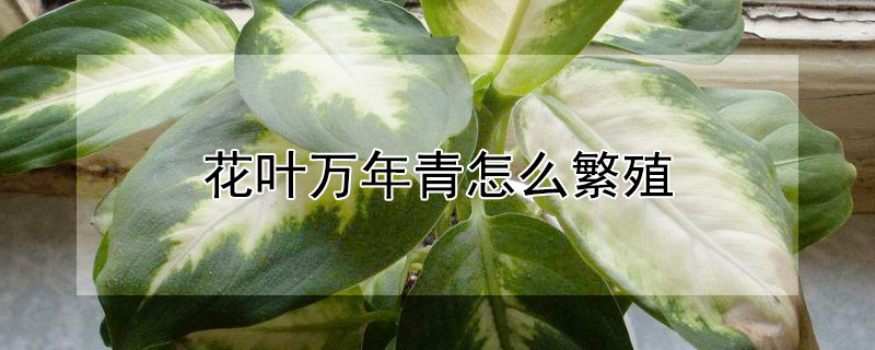 花叶万年青怎么繁殖 花叶万年青怎么繁殖视频