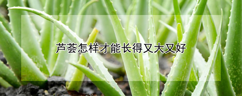 芦荟怎样才能长得又大又好 芦荟怎么能长得又高又壮