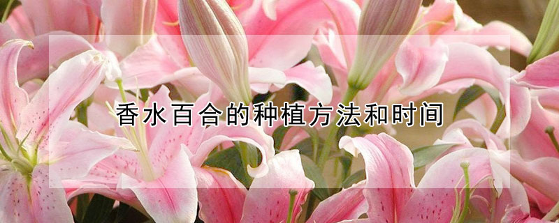 香水百合的种植方法和时间 香水百合一年开几次花