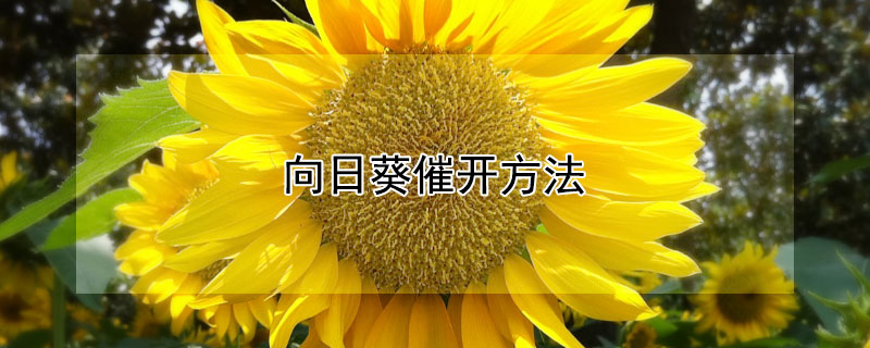 向日葵催开方法（向日葵花朵催开方法）
