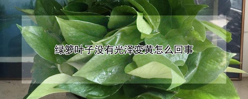 绿箩叶子没有光泽变黄怎么回事（绿箩叶子没有光泽变黄怎么回事啊）