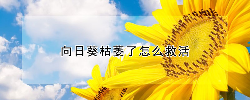 向日葵枯萎了怎么救活（向日葵枯萎了咋救）