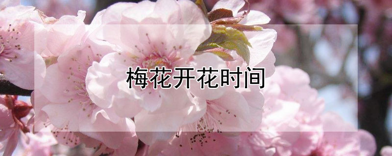 梅花开花时间 南京梅花开花时间