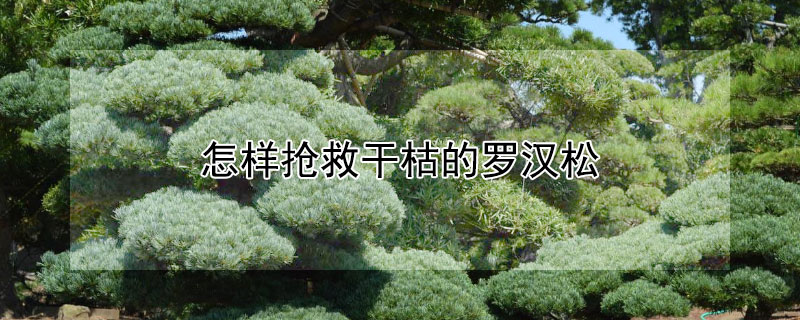 怎样抢救干枯的罗汉松（怎样抢救干枯的罗汉松 泡）