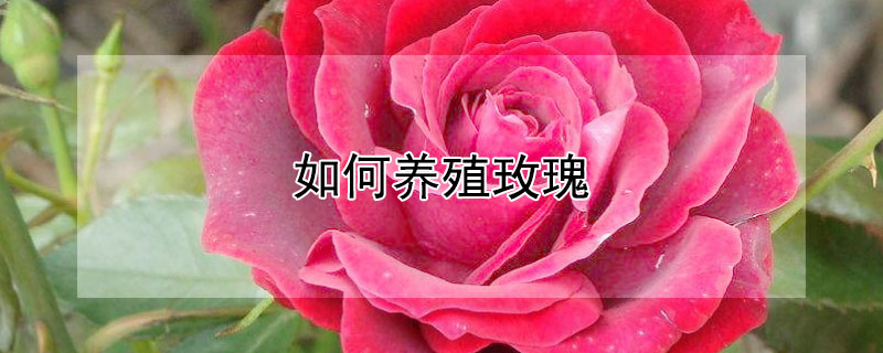 如何养殖玫瑰 盆栽玫瑰的养殖方法