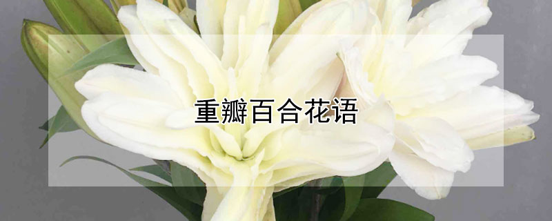 重瓣百合花语 重瓣百合花语是什么意思