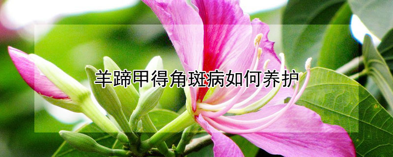 羊蹄甲得角斑病如何养护 羊蹄甲得角斑病如何养护视频