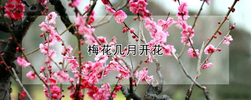 梅花几月开花 东北梅花几月开花