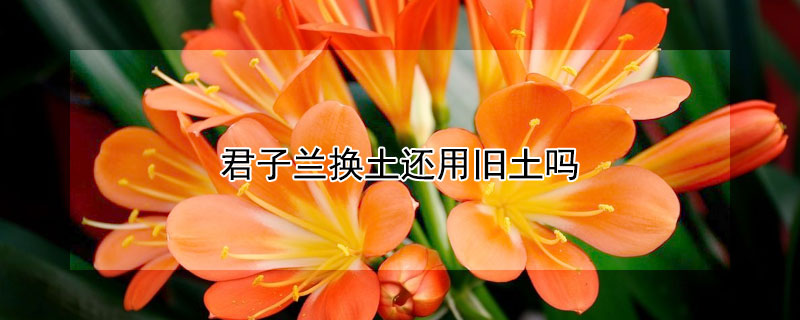 君子兰换土还用旧土吗 君子兰换盆需要晒根吗