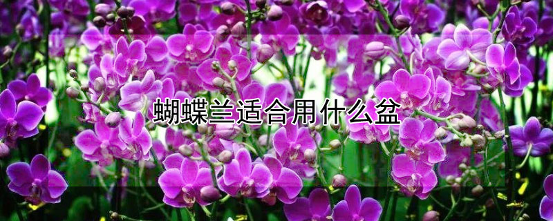 蝴蝶兰适合用什么盆（蝴蝶兰适合用什么盆种）