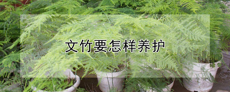 文竹要怎样养护 文竹要怎样养护才能开花