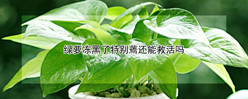 绿萝冻黑了特别蔫还能救活吗（绿萝冻出黑斑怎么办）