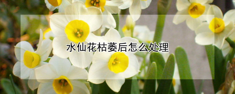 水仙花枯萎后怎么处理 水仙花枯黄了怎么办