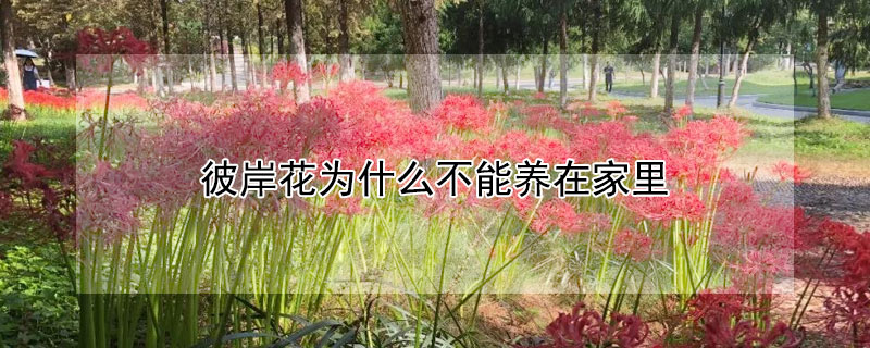 彼岸花为什么不能养在家里（彼岸花为什么不能种家里）