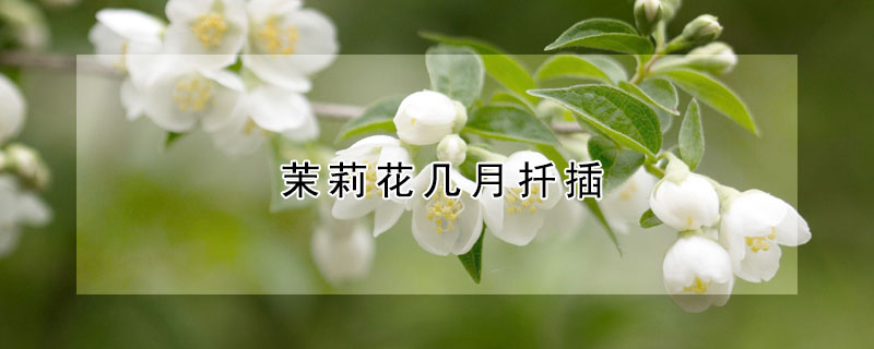 茉莉花几月扦插 茉莉花几月扦插成活率高