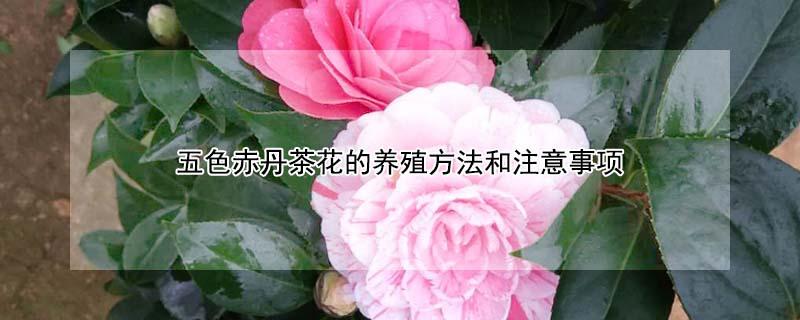 五色赤丹茶花的养殖方法和注意事项（五色赤丹一年开花几次）