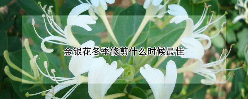 金银花冬季修剪什么时候最佳 金银花冬天什么时候剪枝