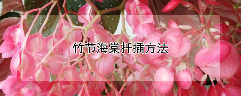竹节海棠扦插方法 竹节海棠扦插方法水培