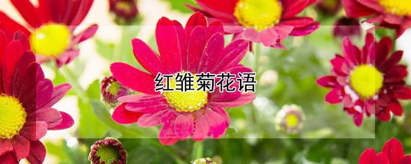 红雏菊花语 红色雏菊花语