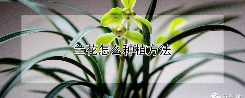 兰花怎么种植方法（兰花怎么种植方法盆栽）
