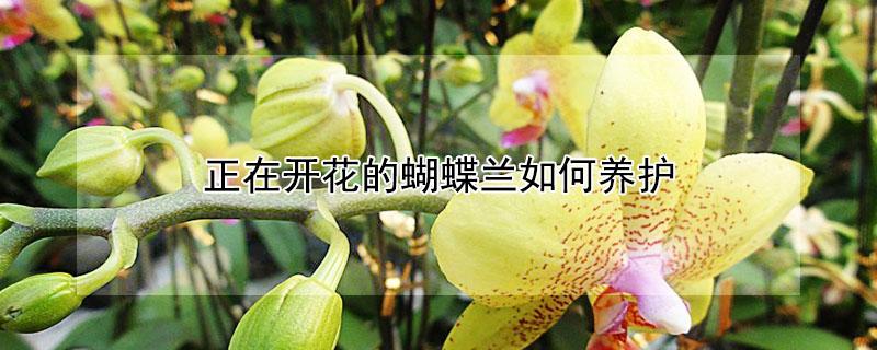 正在开花的蝴蝶兰如何养护（家里千万不能养蝴蝶兰花）
