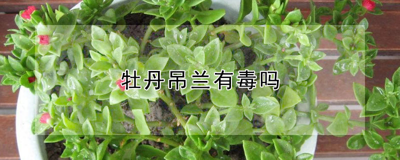 牡丹吊兰有毒吗（牡丹吊兰有毒吗能吃吗）