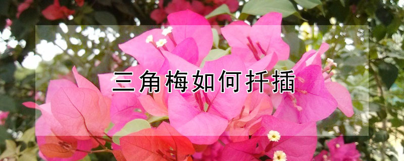 三角梅如何扦插（三角梅如何扦插成活率100%矿泉水）