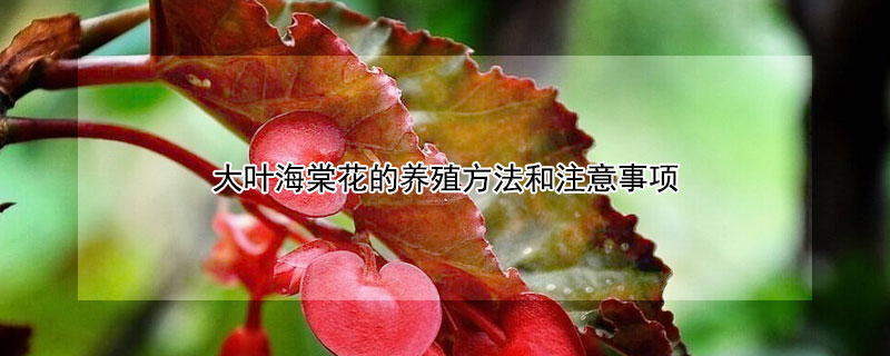 大叶海棠花的养殖方法和注意事项（盆栽海棠花的养殖方法）