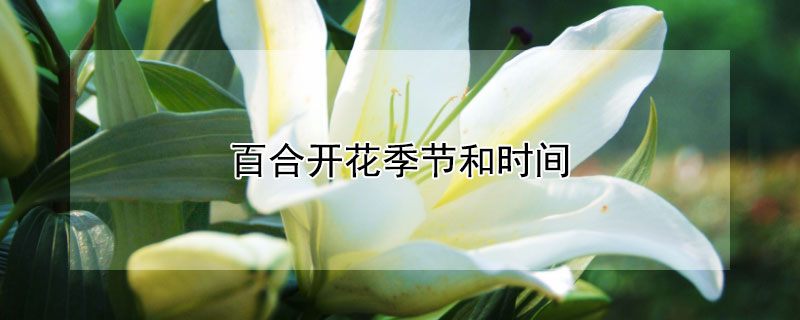 百合开花季节和时间（百合开花时间几月）