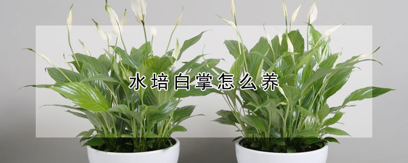 水培白掌怎么养（水培白掌怎么养才茂盛）
