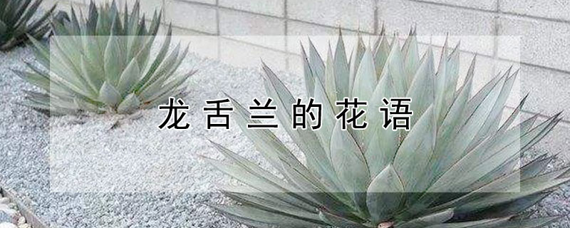 龙舌兰的花语 龙舌兰的花语是什么