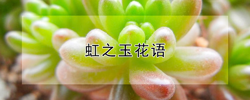 虹之玉花语（虹之玉花语诗句）