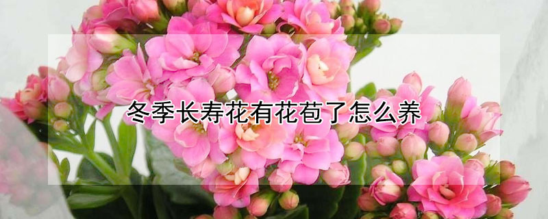 冬季长寿花有花苞了怎么养 冬天刚买的长寿花带花苞的怎么养