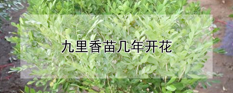九里香苗几年开花（九里香幼苗什么时候开花）