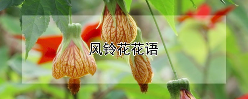 风铃花花语 黄色风铃花花语