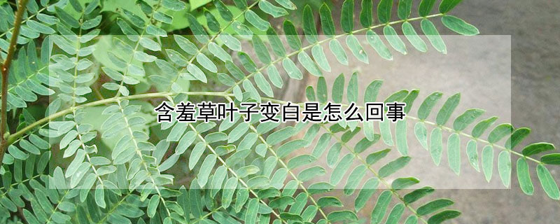 含羞草叶子变白是怎么回事 含羞草叶子白点是什么原因呢