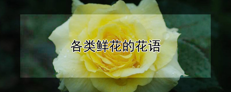 各类鲜花的花语 各类鲜花花语大全