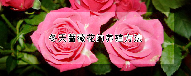 冬天蔷薇花的养殖方法 冬天蔷薇花的养殖方法和技术