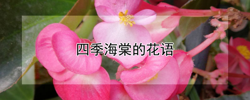 四季海棠的花语 四季海棠的花语是什么