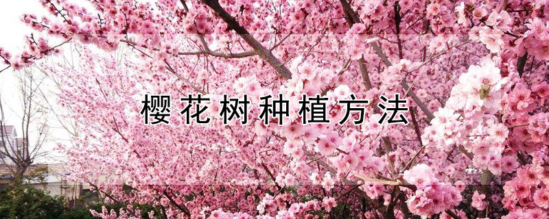 樱花树种植方法 樱花树种植方法和注意事项