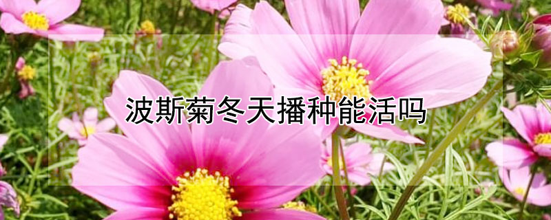 波斯菊冬天播种能活吗（波斯菊冬天播种能活吗图片）