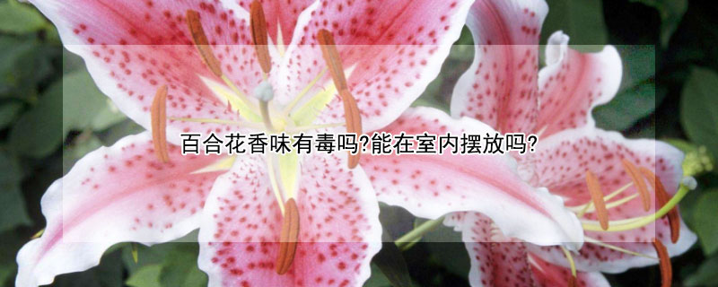 百合花香味有毒吗?能在室内摆放吗?（百合花的香味有毒吗适合摆在室内吗）