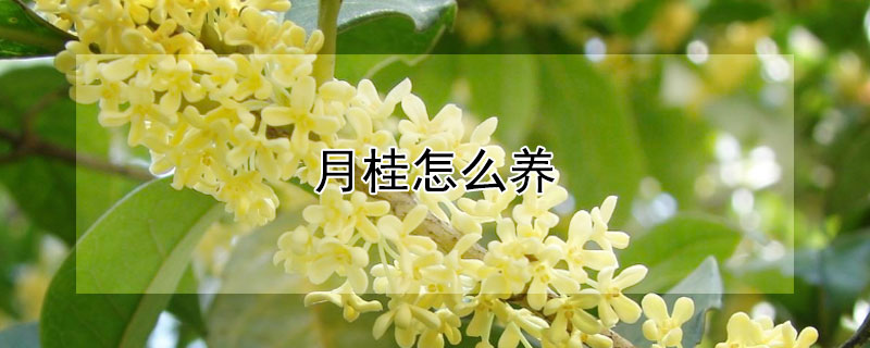 月桂怎么养（桂花怎么养）