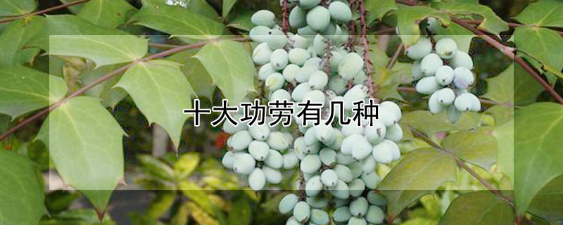 十大功劳有几种（十大功劳有几种名字）