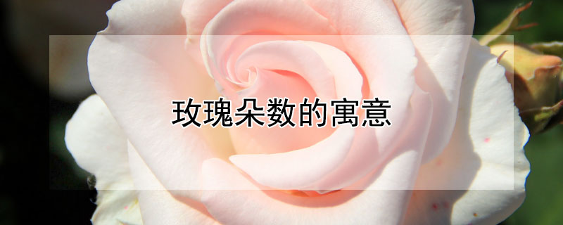 玫瑰朵数的寓意（玫瑰朵数的意义）